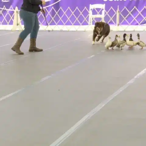 A woman is walking a dog and ducks at a dog show.