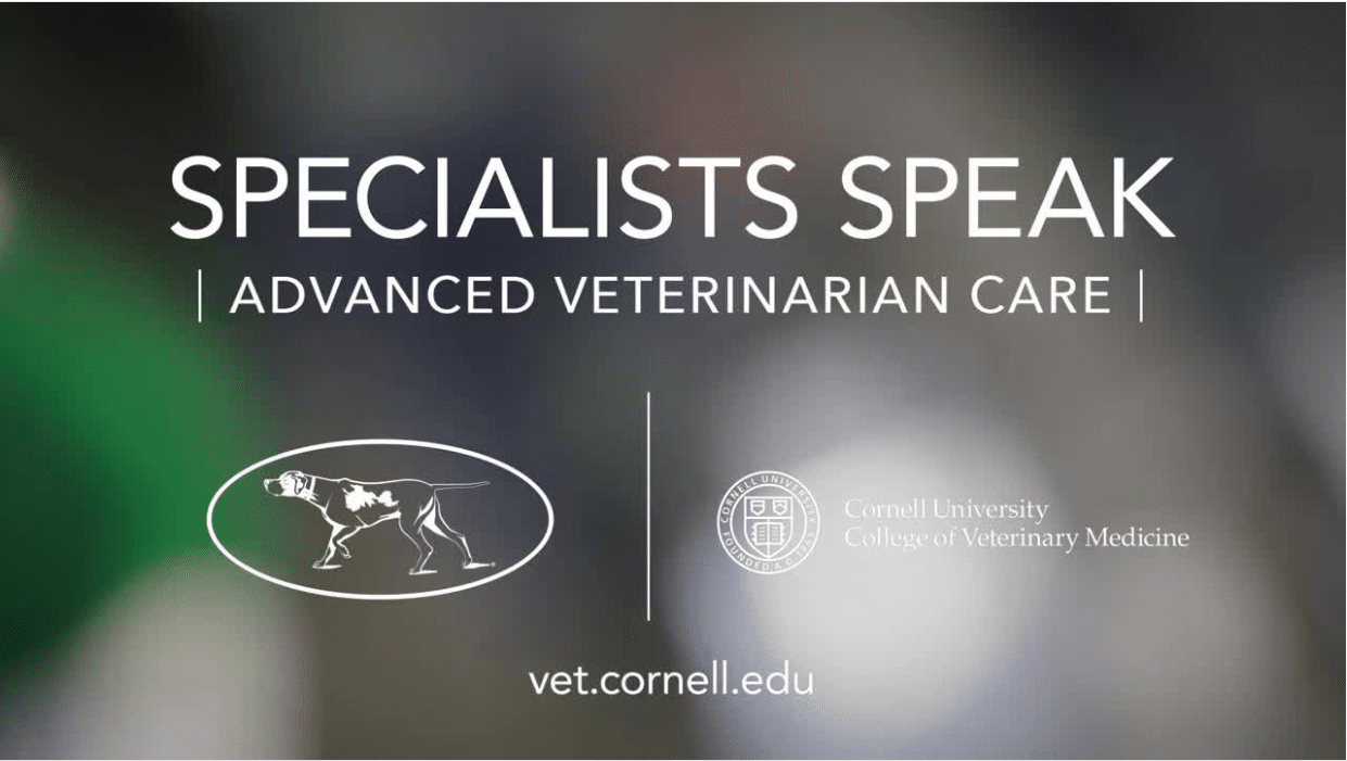 Veterinarians speak advanced veterinary care.