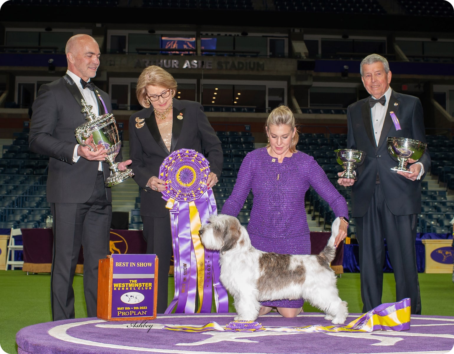 Westminster schnauzers at the westminster dog show.