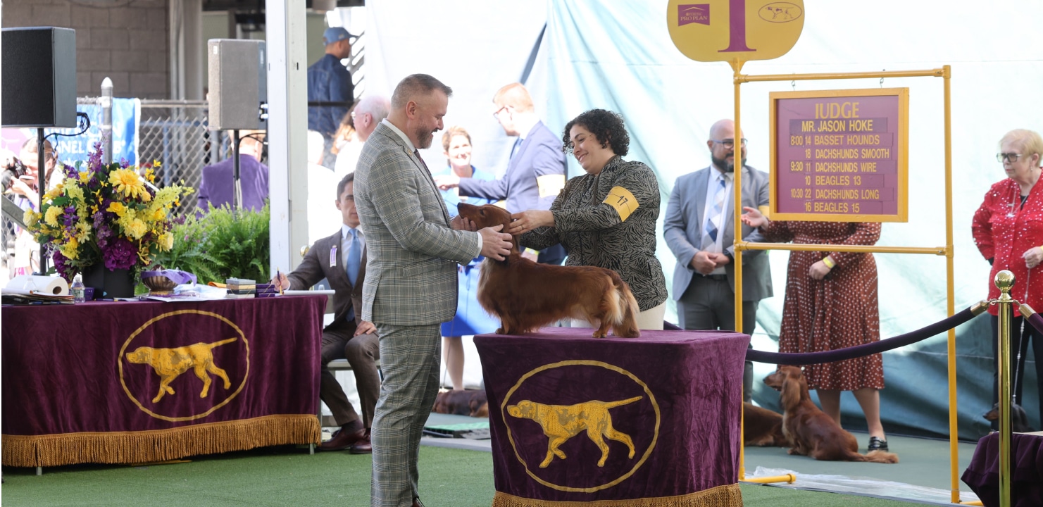 A dog is being judged by exhibitors at a dog show.