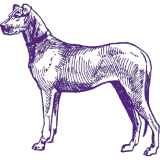 A drawing of a dog standing on a white background from the Westminster Kennel Club.