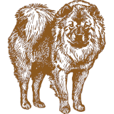 A brown drawing of a chow chow dog for events.