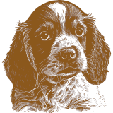 A brown and white drawing of a dog featured at the Westminster Kennel Club show.