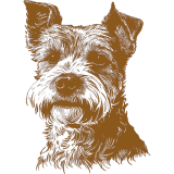 A drawing of a terrier dog on a white background, inspired by the Westminster Kennel Club.