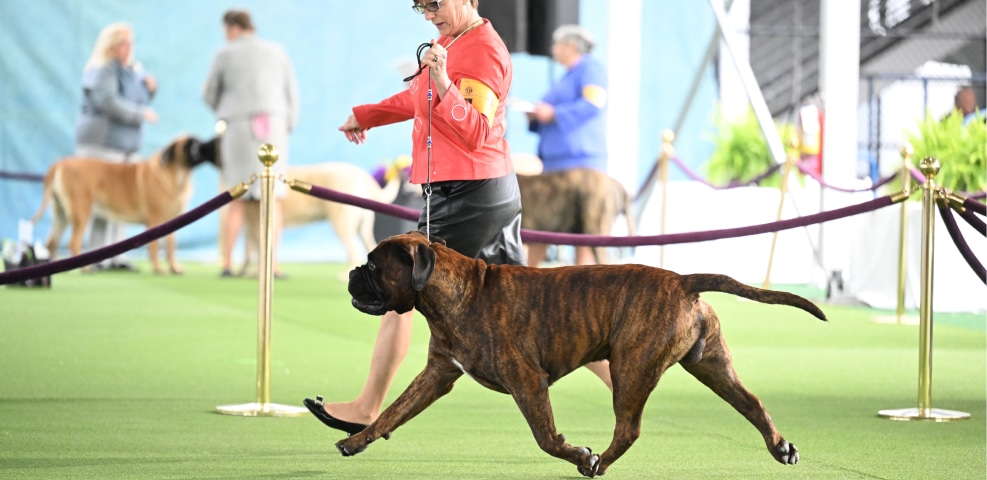 A woman exhibiting a large brown dog at a dog show.