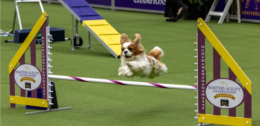 A dog jumps over an obstacle at the annual Westminster dog show, impressing exhibitors and spectators alike.
