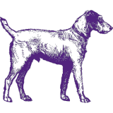 A drawing of a dog on a white background, featured by Westminster Kennel Club.