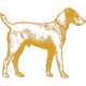 A dog is standing on a white background.