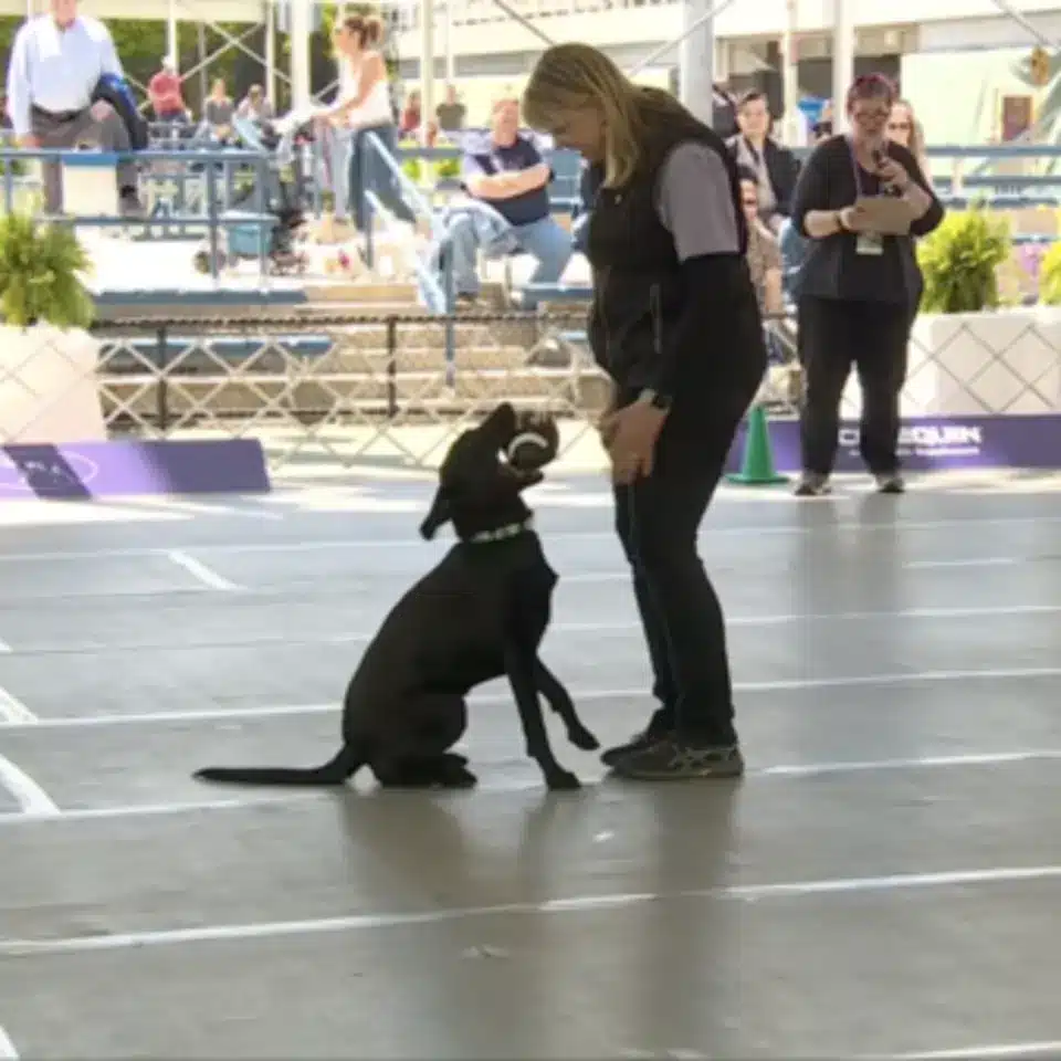 A woman is playing with a black dog at an event.