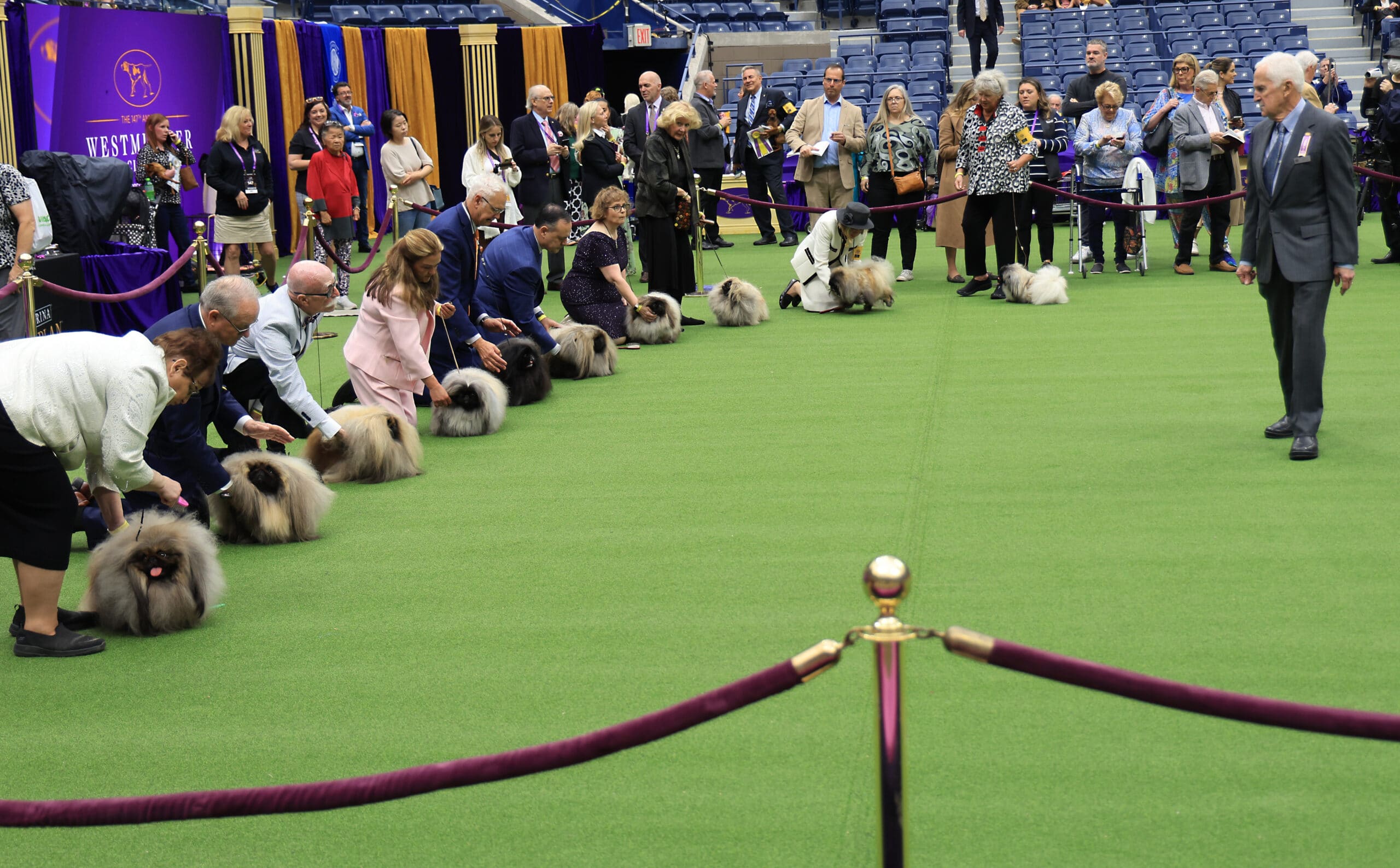 2023 Daytime Breed Judging Candids The Westminster Kennel Club
