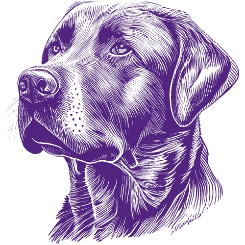 A black labrador retriever sketch with purple accents, suitable for the Westminster Kennel Club.