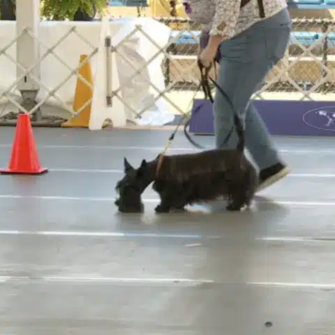 Scottish terrier at a dog show.