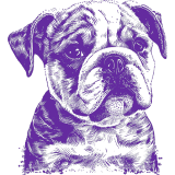 An image of a bulldog in purple on a white background.