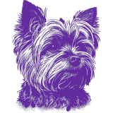 A purple and white yorkshire terrier on a white background.