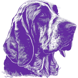 A purple and white drawing of a basset hound.