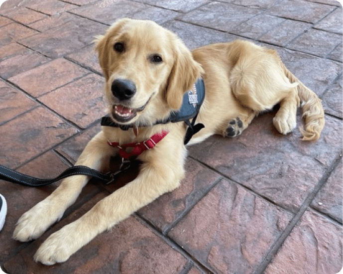 A golden retriever, awarded "Veterinarian of the Year," wearing a harness, lying on a brick surface.