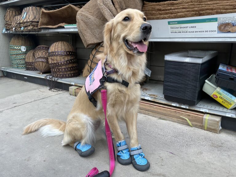 Betty_Valor_on_outing_with_booties