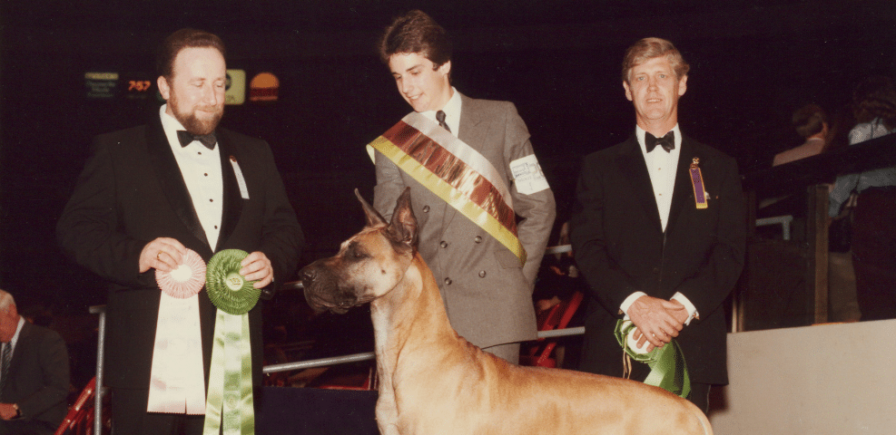 A great dane with a winner's ribbon stands with two handlers at a dog show event.