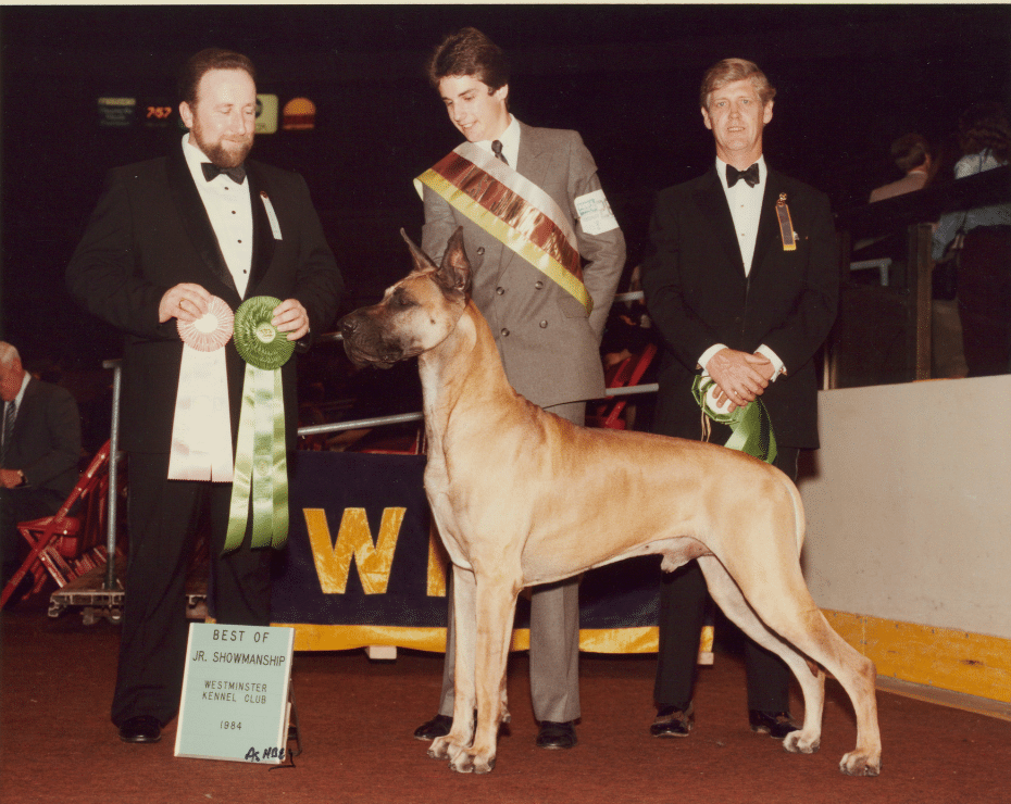 Great dane awarded "best of show" at a dog show event, with two handlers displaying the winning rosettes.