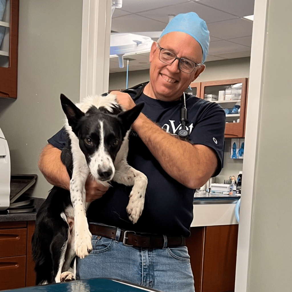 Veterinarian of the Year in scrubs holding a black and white dog in a clinic.