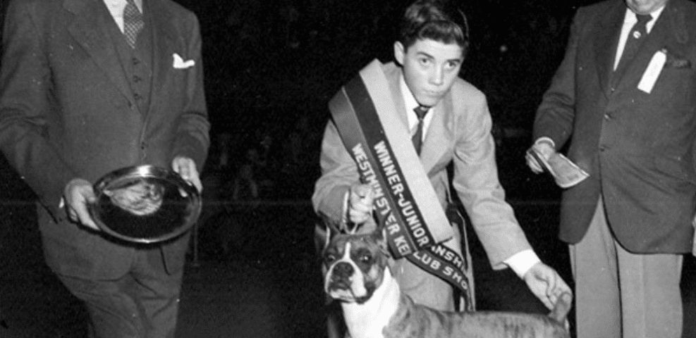 A young handler proudly displays a boxer dog wearing a "best junior handler" sash while being accompanied by two men in a show arena.