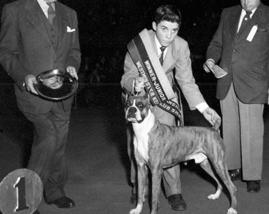 Young boy with a sash and boxer dog standing at a dog show with trophies.
.