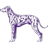 Illustration of a standing dalmatian dog with distinct spots, depicted in purple outline and details on a white background, representing the Westminster Kennel Club.