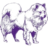 Illustration of a fluffy, thick-coated dog, likely a keeshond from the Westminster Kennel Club, depicted in profile view with detailed fur texture.