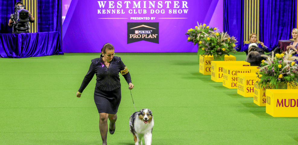 Exhibitors presenting a dog at the Westminster Kennel Club Dog Show.