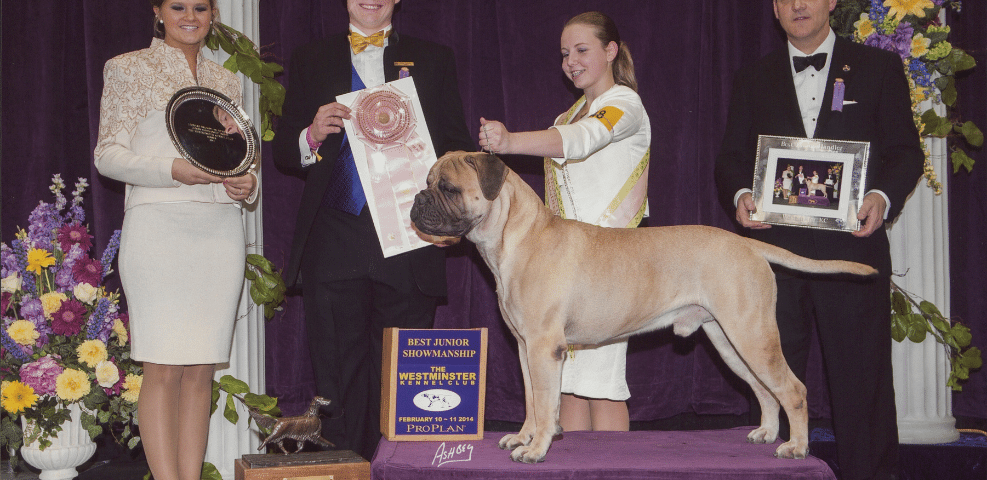 A winning dog with a ribbon stands on a podium during an award ceremony at a dog show as handlers and presenters stand by with trophies and certificates.