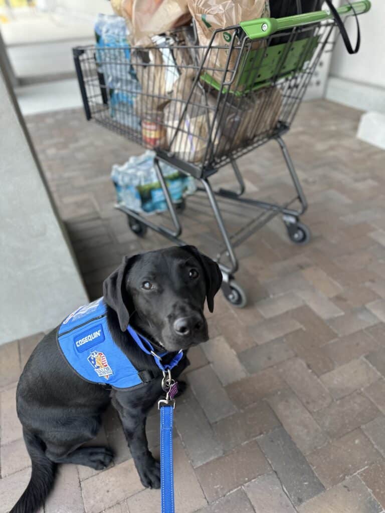 A black labrador service dog wearing a blue vest sits in front of a loaded shopping cart on a sidewalk.