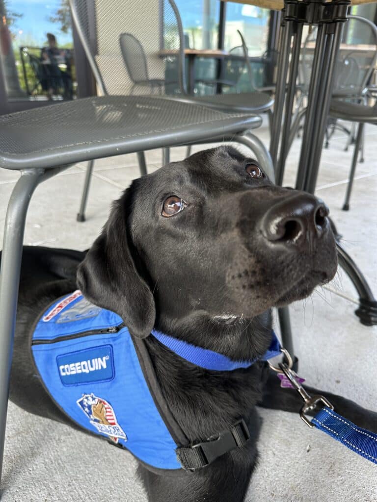 A black labrador retriever wearing a blue service dog vest looks up attentively while sitting under a table outdoors.