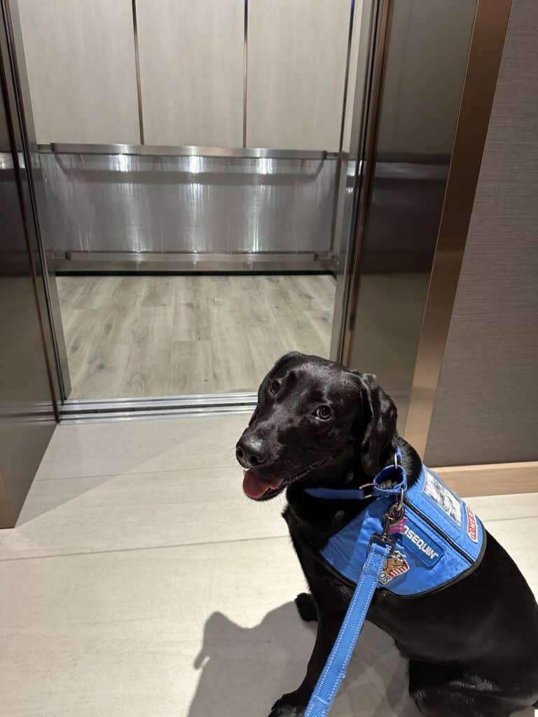 A black labrador service dog in a blue vest sits inside an elevator, looking up and smiling, with its tongue out.