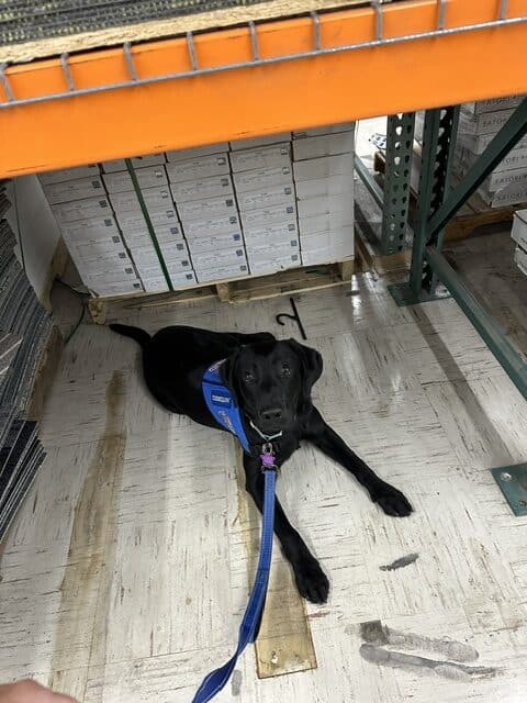 A black service dog wearing a blue vest lies on a wooden floor under an industrial shelf filled with boxes.