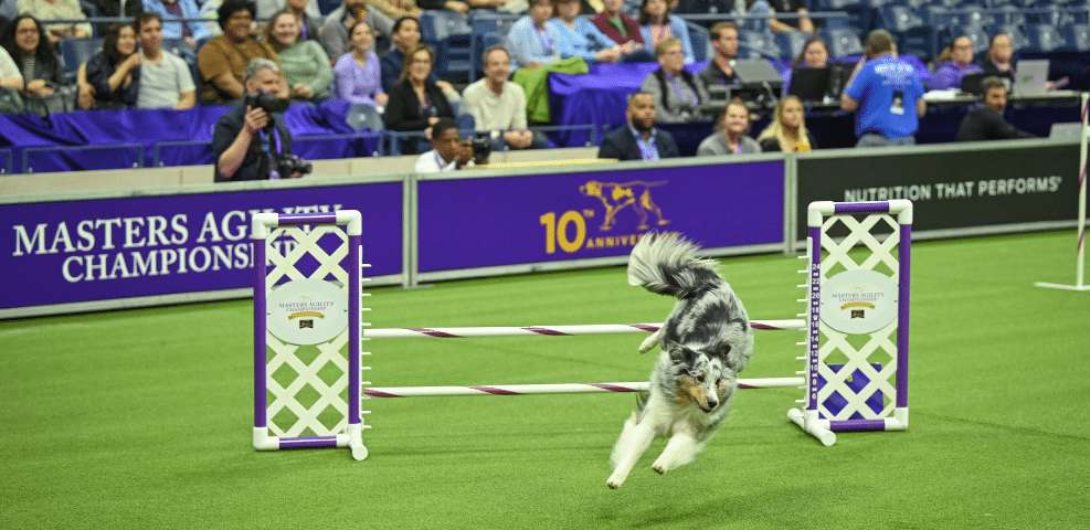 A dog competes in an agility course, jumping over a barrier in a stadium filled with exhibitors and spectators.