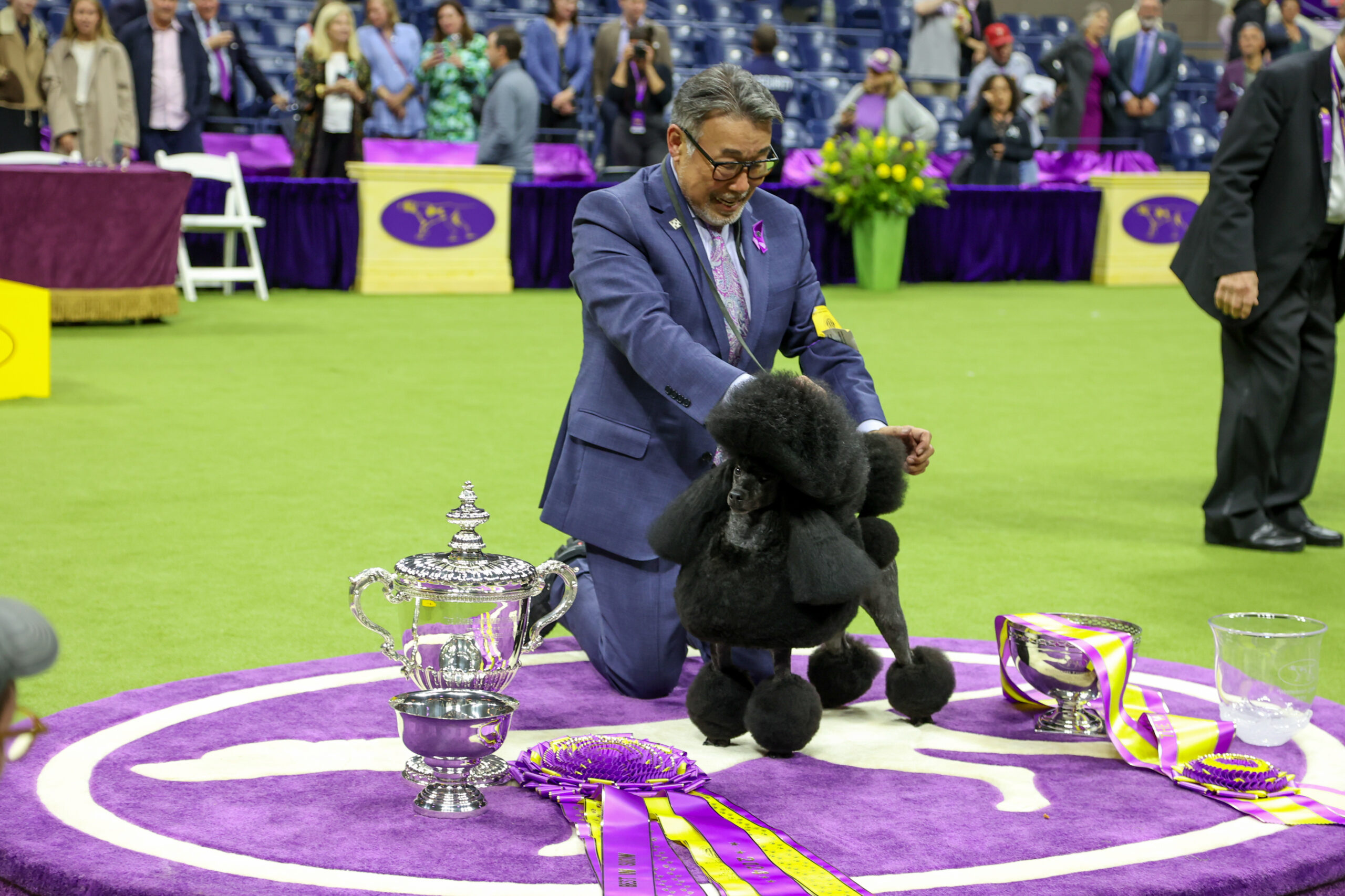 2024 Best in Show Winner The Westminster Kennel Club