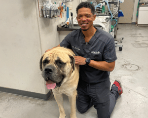 A veterinarian kneels beside a large, panting dog in a veterinary clinic, the scene evoking memories of caring for animals alongside renowned vet Kaz Hosaka. Shelves with medical supplies are visible in the background.