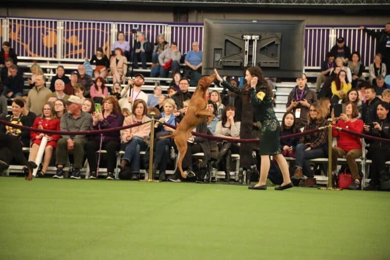 A dog jumps excitedly towards a handler in a show ring, with a crowd watching from the stands, making it the perfect inspiration for holiday gifts for dog lovers.