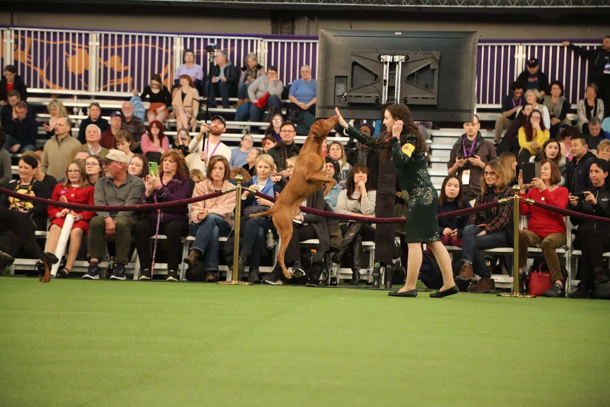 JB-Vizsla-WKC1.jpg