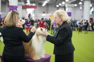Two women expertly groom a long-haired dog on a table in a bustling indoor setting with a green floor, surrounded by an eager crowd at the 149th Annual Westminster Kennel Club Dog Show.