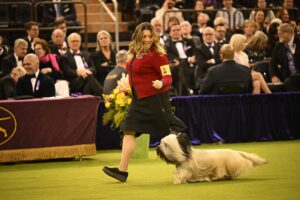 In a spotlight moment at the 149th Annual Westminster Kennel Club Dog Show, a woman in a red jacket gracefully leads her fluffy dog on a leash through the show ring, captivating the audience watching intently from the background.