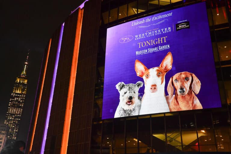 A large screen outside Madison Square Garden flashes an ad for the Westminster Kennel Club Dog Show, with "Your Guide to the 149th Annual Show" prominently featured. In the background, the Empire State Building stands tall.