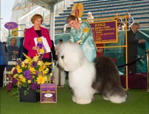 Dog show winner: A large fluffy dog stands beside a card indicating "Best of Breed." Two women are present, one holding a purple ribbon.