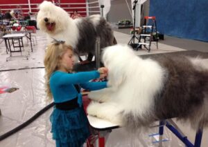 A young girl grooms a fluffy dog on a table, with another similar dog nearby in an indoor setting.
