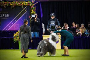 A judge examines an Old English Sheepdog at a dog show, with an audience and camera crew in the background.