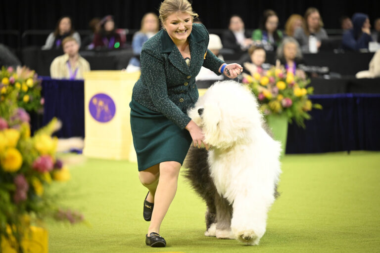 In the show ring, as a person in a green suit runs beside a large, fluffy dog, spectators and judges look on, wrapping up the 149th Annual Westminster Kennel Club Dog Show.