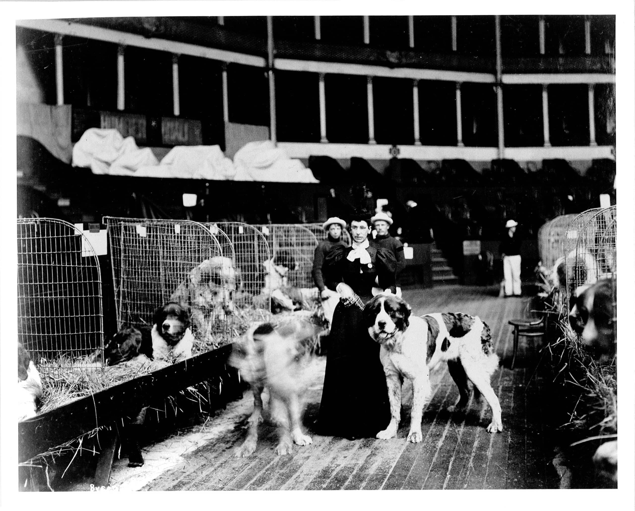 Two women stand among large Saint Bernard dogs in cages at an indoor show or exhibition, with blurred people and dogs indicating movement.