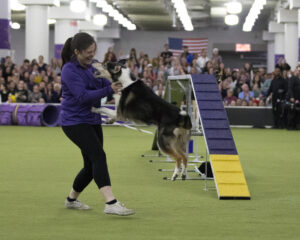 Meet Dr. Sara Lyle: The Westminster Kennel Club’s 2025 Veterinarian of the Year, as a woman in athletic wear interacts with a Border Collie near an agility ramp at an indoor dog agility event, with spectators watching in the background.