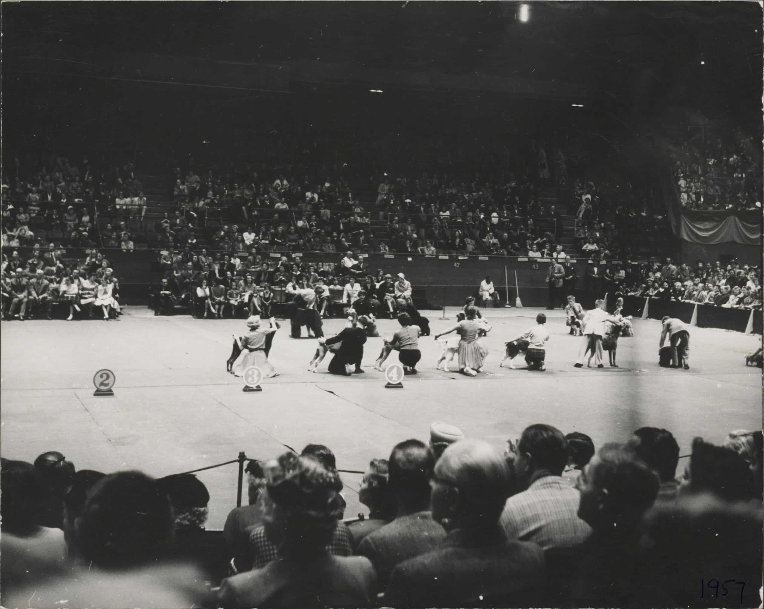 A large audience watches as participants with dogs compete in a show ring, marked with numbered signs, at an indoor arena. The year 1957 is written on the photo.