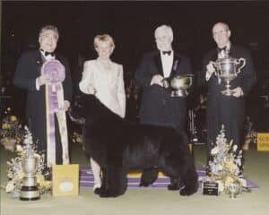 A large black dog stands in front of four formally dressed people holding trophies and ribbons at a dog show, with awards and flowers displayed around them.
